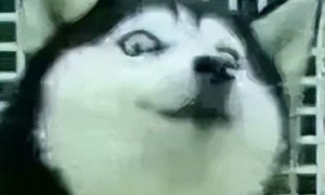 Linux内核维护者崩溃了！AI每天狂塞10份漏洞报告，想摸会鱼都难