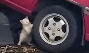 OpenAI又曝出内讧了！IPO前夜高层大换血