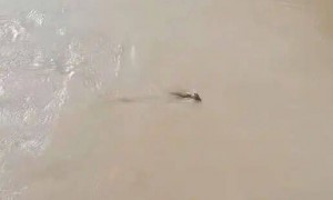 “是龙吗？”游客称在虎跳峡景区拍到“头上有角的黄色不明生物”，当地回应